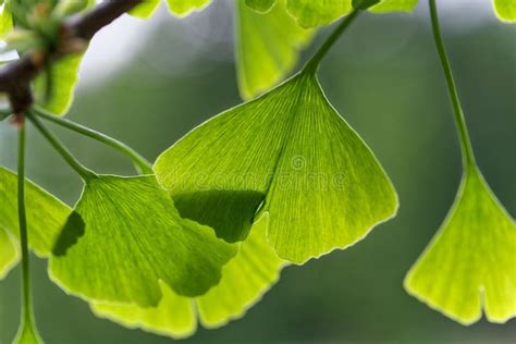 Leaves of a Ginkgo tree stock photo. Image of alternative - 117303818