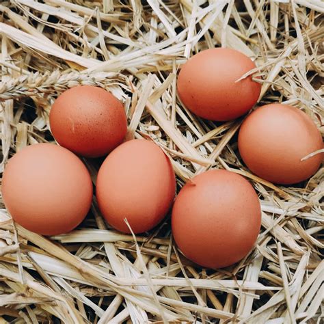 NOTRE FERME LE PEPIN ET LA PLUME ROULE MA POULE Le Bus