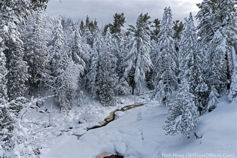 Snowmageddon 2019 (Blizzard Dumps 21.7 inches of Snow!) | 365 Days of Birds