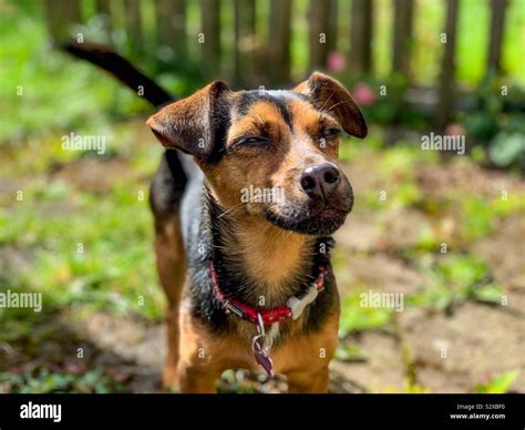 Jack Russell Terrier Hi Res Stock Photography And Images Alamy