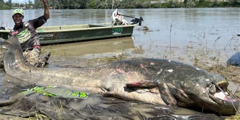 Silure Le Record Du Monde Vient Encore D Tre Battu Avec Un