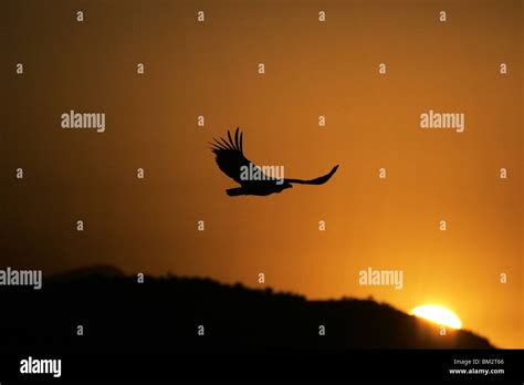 Flying vulture hi-res stock photography and images - Alamy