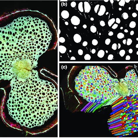 Anatomical Images Of The Stem And Wood Of Urvillea Chacoensis