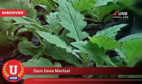 Intip Manfaat Daun Dewa Yang Jarang Diketahui