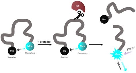 Ide Inhibitor Screening Assay Kit