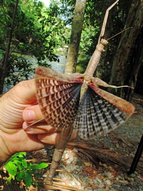 Giant Winged Walking Stick Insect Malaysia Insects Stick Insect