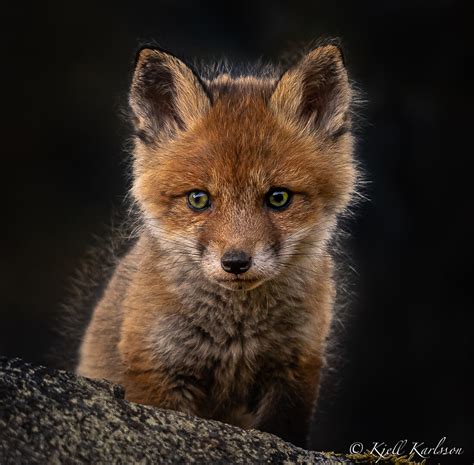 Crowd Results Wildlife Wildlife Photo Contest Photocrowd Photo