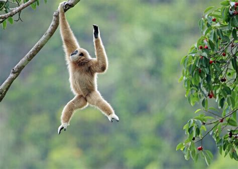 Discover the Gibbon: Lesser Apes of Asia - My Animals