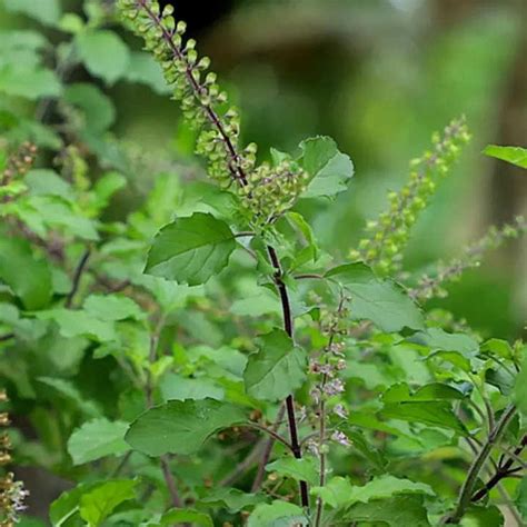 green magician tulsi plant holy basil herbal real ayurvedic rama
