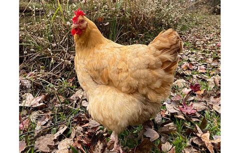 Top 15 Brown Chicken Breeds All Beginner Friendly Chicken Fans