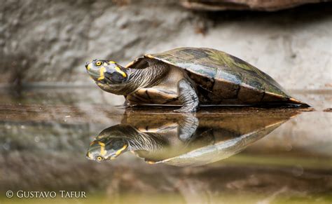 Turtle Tortuga Taricaya Teracay Podocnemis Unifilis GUSTAVO