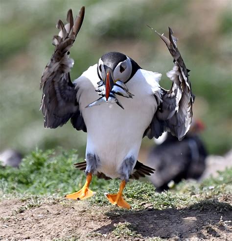 Naked Moldovan Puffins With Cancer Photos Porn Photo