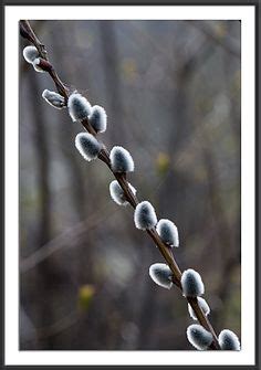 Pussy Willows Cattails Sweet Peas