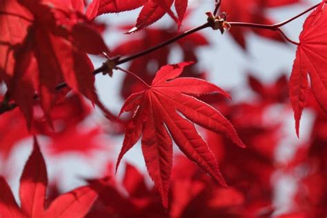 Aprende Todo Sobre El Arce Rojo O Arce De Canad