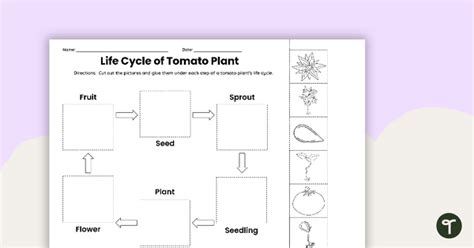 Life Cycle Of A Tomato Plant Worksheet