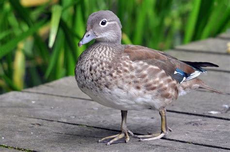 Mandarin Duck Female stock photo. Image of bird, asia - 28718860