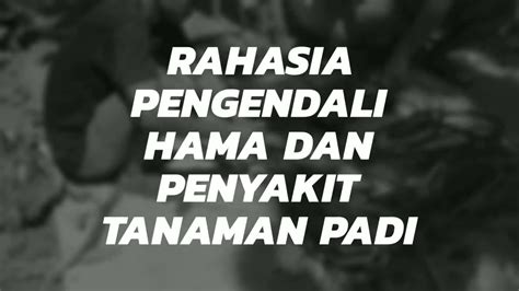 Rahasia Pengendali Hama Dan Penyakit Tanaman Padi Ramah Lingkungan