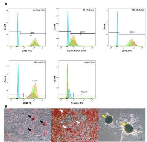 The Immunophenotype And Multilineage Differentiation Potential Of Mscs