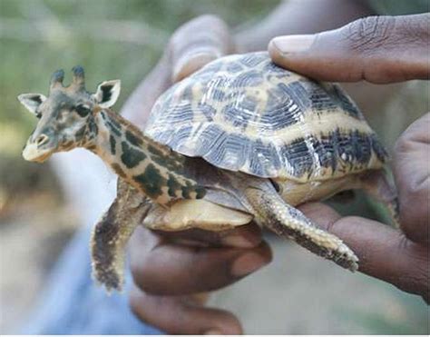 giraffe turtle gambar terlucu binatang aneh hewan