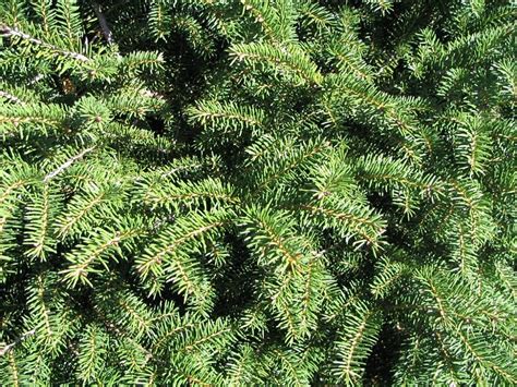 Birds Nest Norway Spruce Shrub 1 Gal Hardy Uniquely Shaped Low M Online Orchards