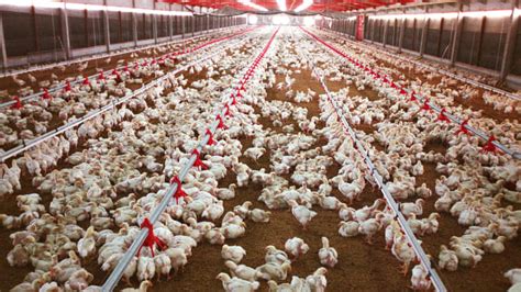 Outbreak Bird Flu Epidemic Getting Worse