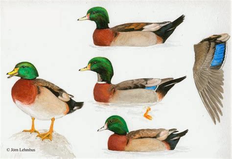 Bird Hybrids: Wood Duck x Mallard