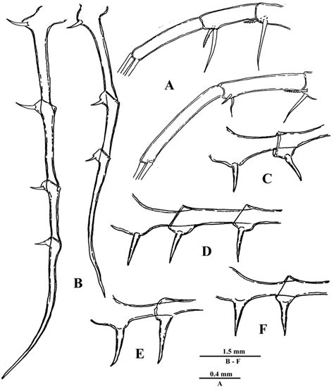 Bythotrephes Cederstr Mii Females Of First Generation Hatched From