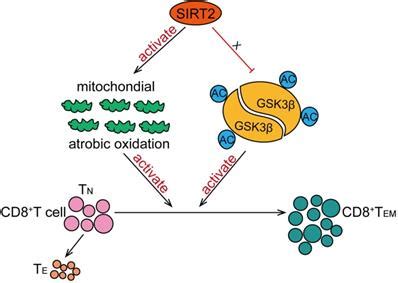 The Nad Dependent Deacetylase Sirt Regulates T Cell Differentiation