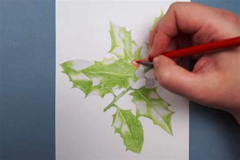 How to Draw Holly Leaves: Colour Pencil Drawing - Pintando.org