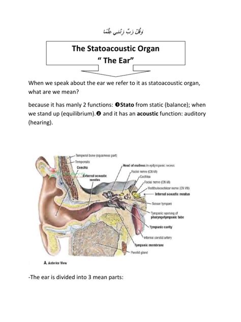 PDF H N Anatomy The Ear DOKUMEN TIPS