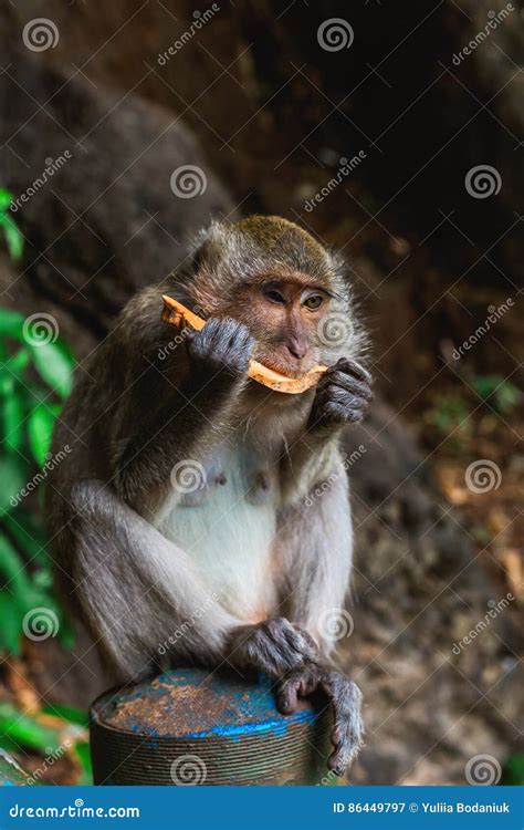 Funny Monkey At Tiger Cave Temple Krabi Stock Image Image Of Asia