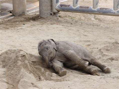 やまこじ On Twitter ごろごろが可愛い うららちゃん🐘 東山動植物園 アジアゾウ