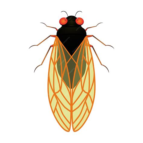 Premium Vector | Cicada animal design vector flat isolated illustration