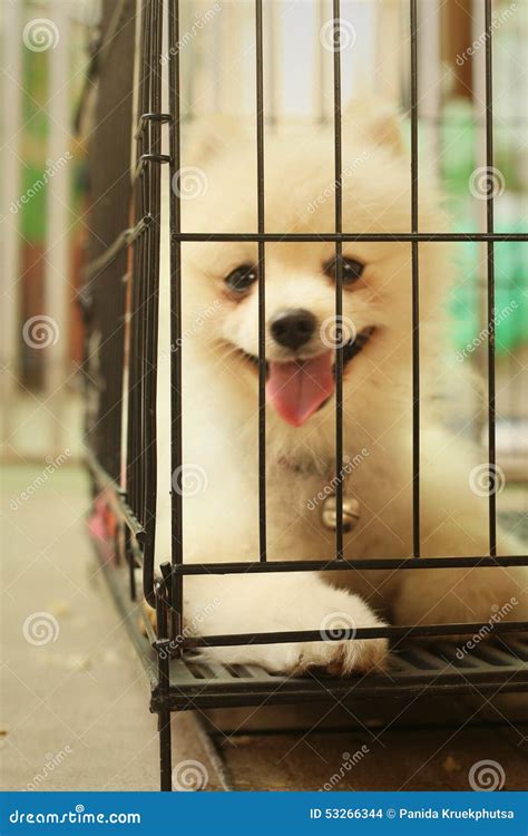 Perrito De Pomeranian En Una Jaula En El Parque Foto De Archivo