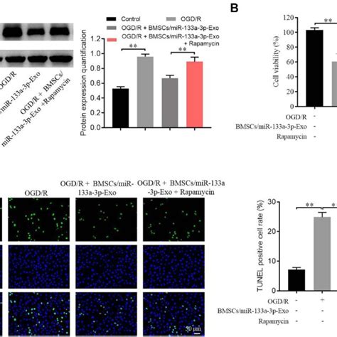 MiR 133a 3p Upregulation Reversed OGD R Induced Apoptosis In SH SY5Y