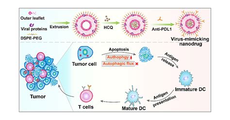 Inducing Autophagy And Blocking Autophagic Flux Via A Virus Mimicking