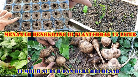 Menanam Bengkoang Di Planterbag Solusi Lahan Sempit Umbi Tetap Besar