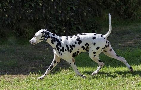 对于大麦町犬你们了解多少？看完这篇文章你就会明白！大麦町犬斑点犬大麦町新浪新闻