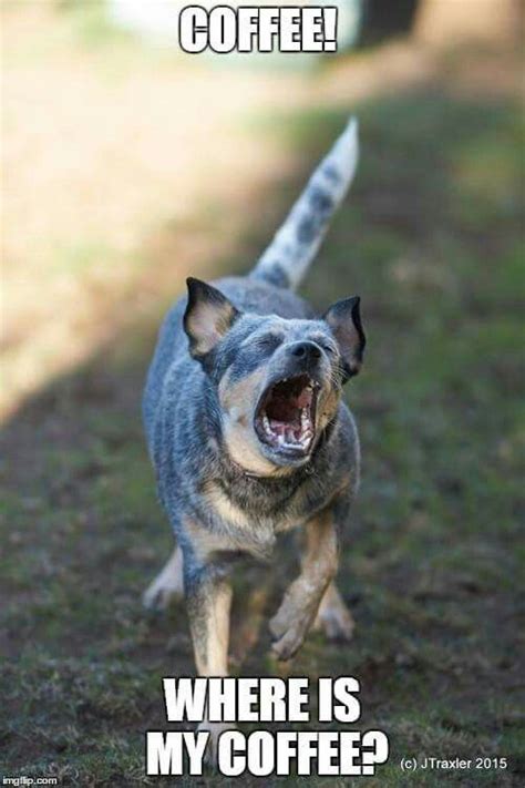 Pin By Dora Bolen On Blue Heeler Acd Cattle Dog Blue Heeler Dogs