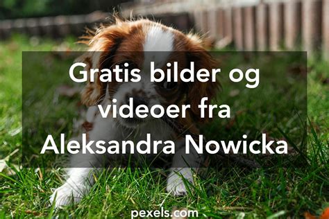 Aleksandra Nowicka Fotografi