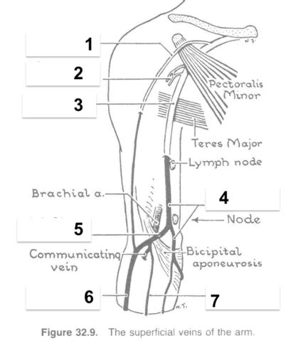 Superficial Veins Of Arm Diagram Flashcards Quizlet