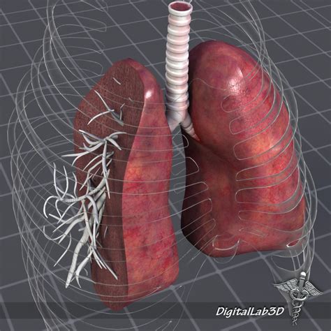 Lungs Anatomy 3d Model Cgtrader