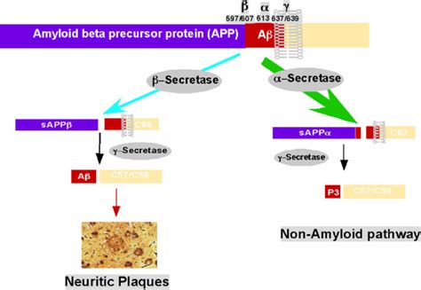 APP Processing Pathways Under The Physiological Conditions The