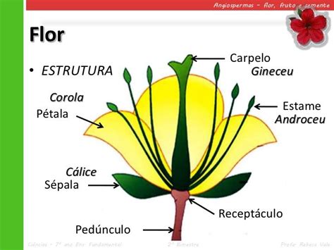 Estruturas Das Angiospermas - Na Maioria Das Angiospermas O Fruto Uma Estrutura Angiospermas