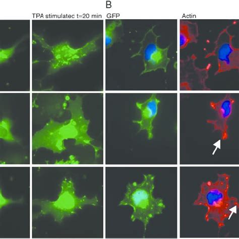 Tpa Induced Translocation Of Gfp Tagged Wild Type And Mutant Pkcg Is