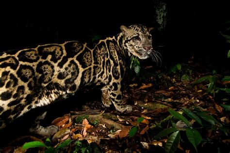 Taman Negara: A Catscape Case Study | Panthera