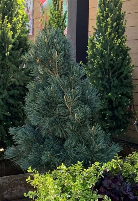 Pinus Flexilis Vanderwolf S Pyramid Groupe Jardin Pro Centre Jardin