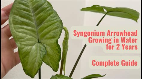 How To Grow Syngonium Arrowhead Plant In Water Successful Experience