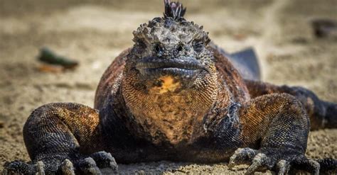 10 Notable Facts About Marine Iguanas A Z Animals