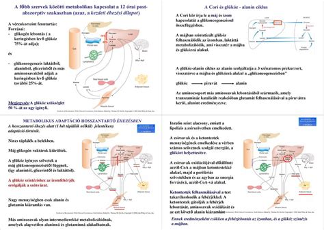 Metabolikus kapcsolatok az éhezési és jóllakott ciklusban 5 óra